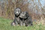 BEDLINGTON TERRIER 202